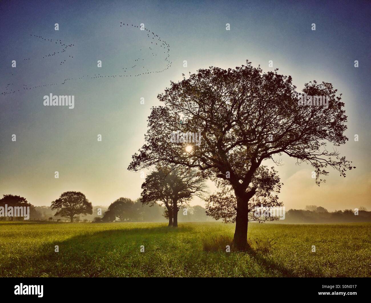 Early morning mist in field with flock of geese flying past - Smartphone Captured Stock Image