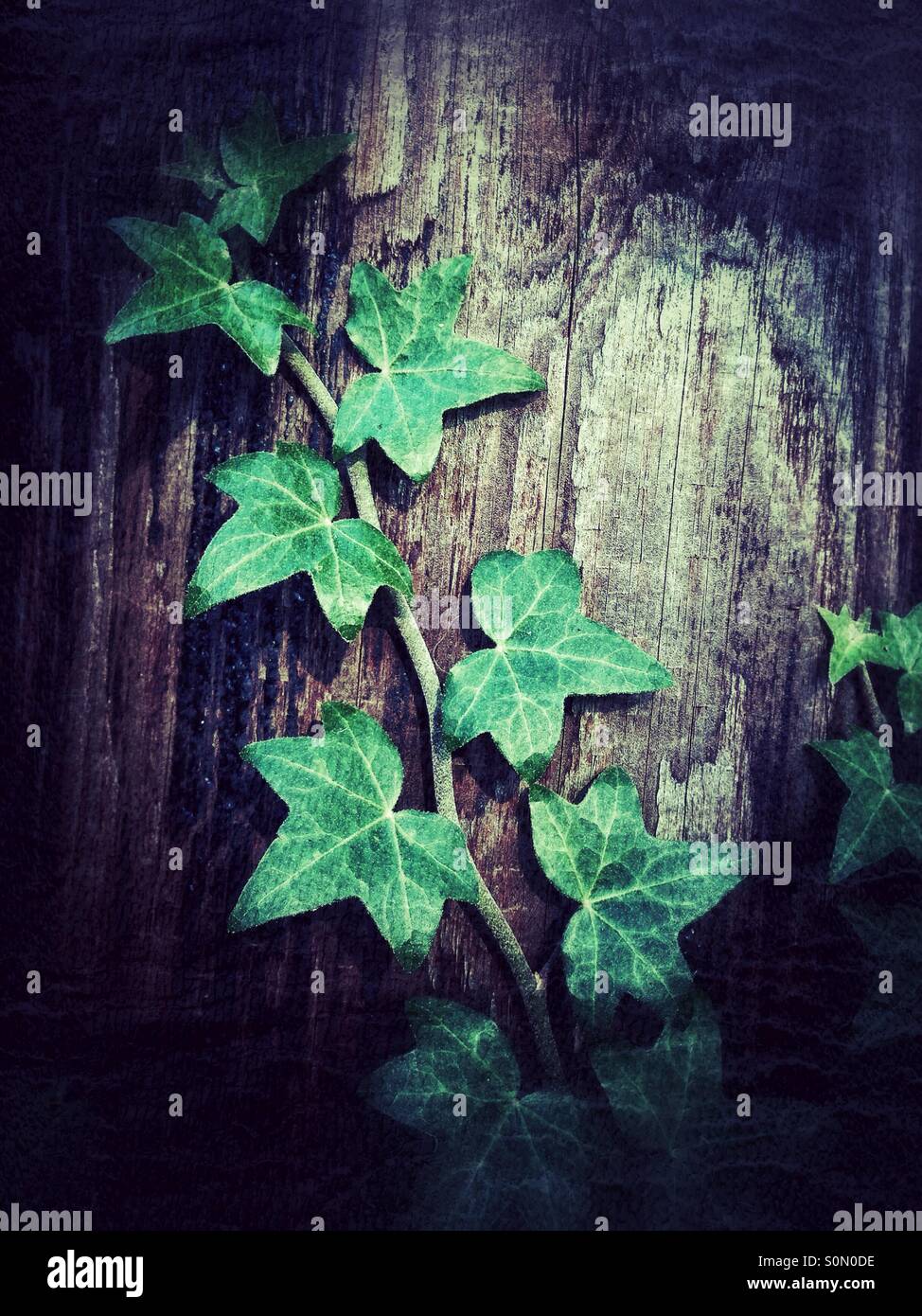Ivy growing up pole Stock Photo Alamy