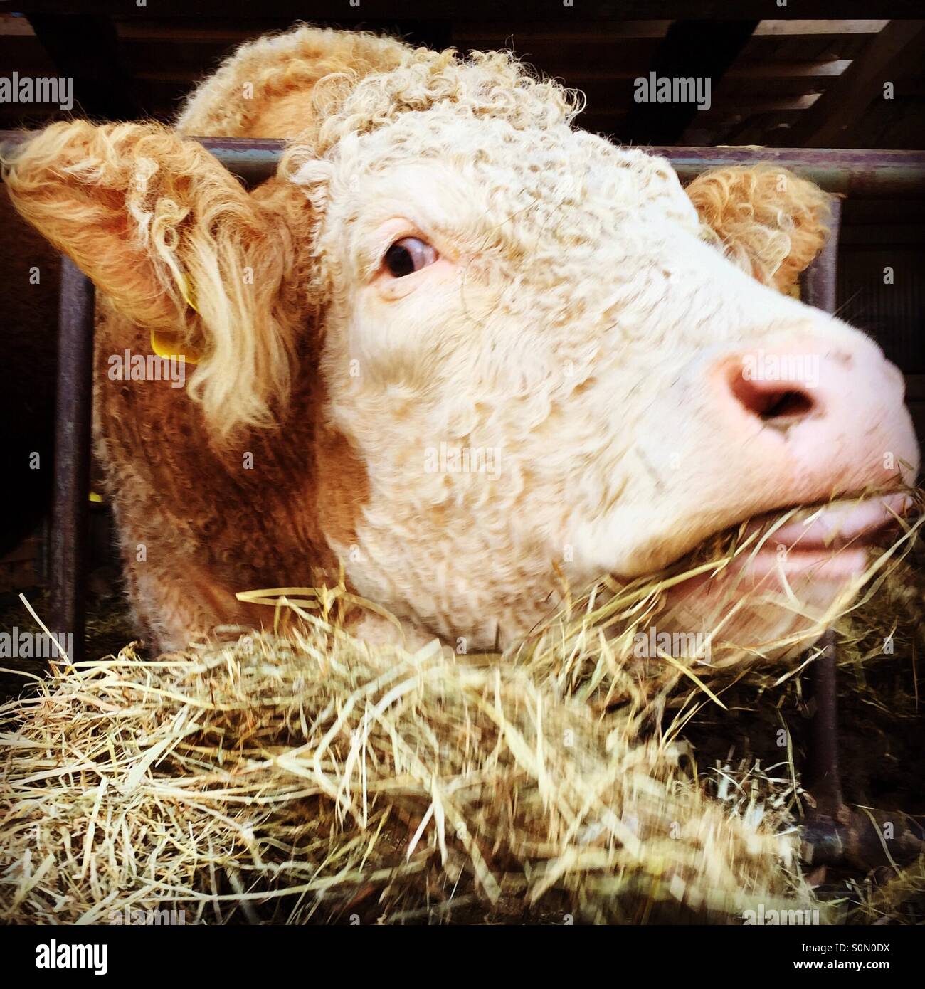 Cattle eating straw hi-res stock photography and images - Alamy