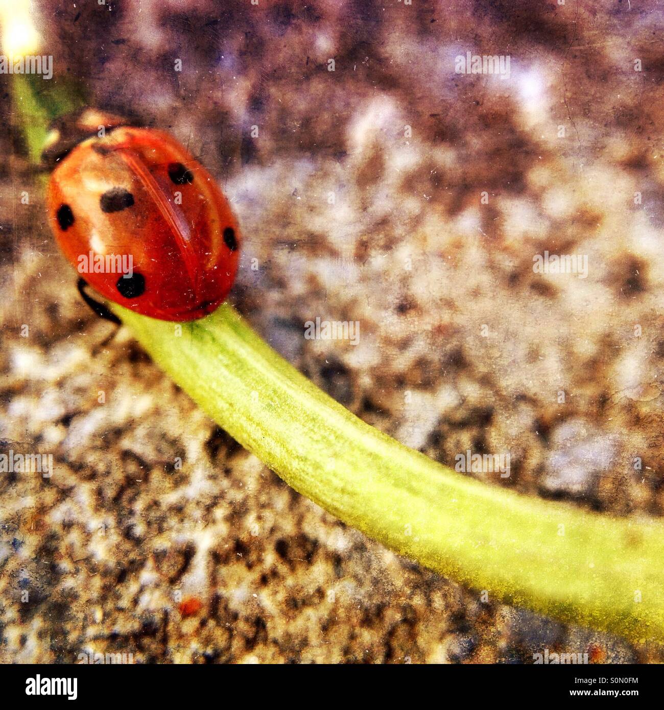 Ladybird - Smartphone Captured Stock Image