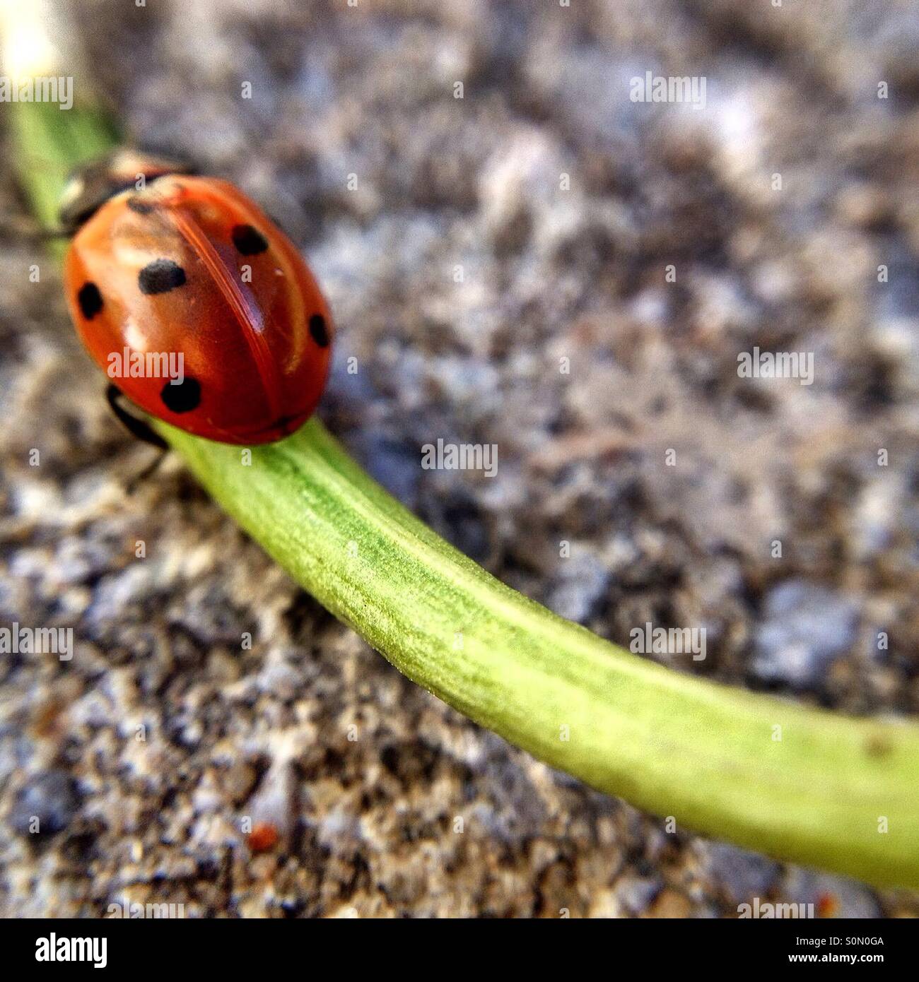 Ladybird - Smartphone Captured Stock Image