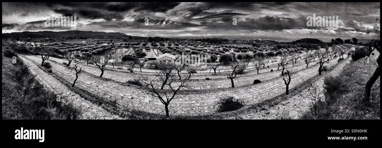 Traditional, terraced olive and almond farm, Catalonia, Spain. - Smartphone Captured Stock Image