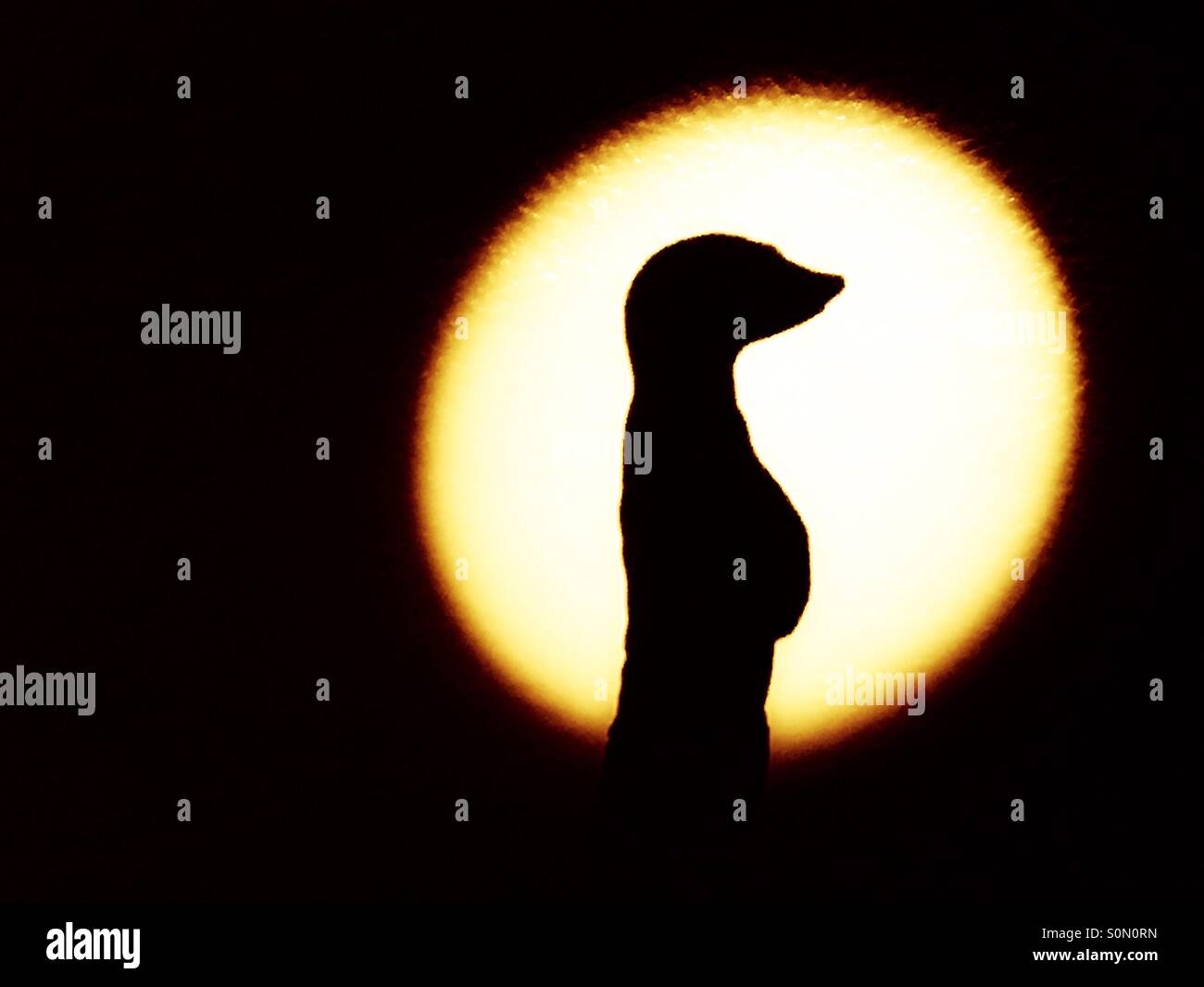 Shadow of a Meerkat statue Stock Photo