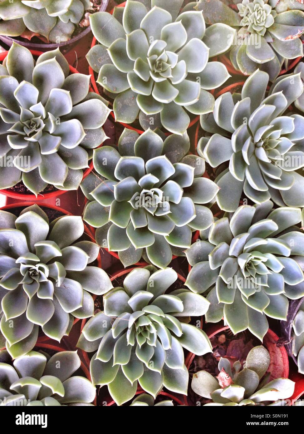 potted succulents Stock Photo