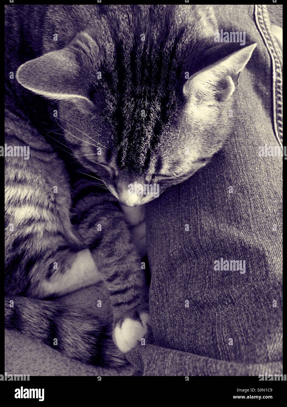 Cat lying on lap hires stock photography and images Alamy