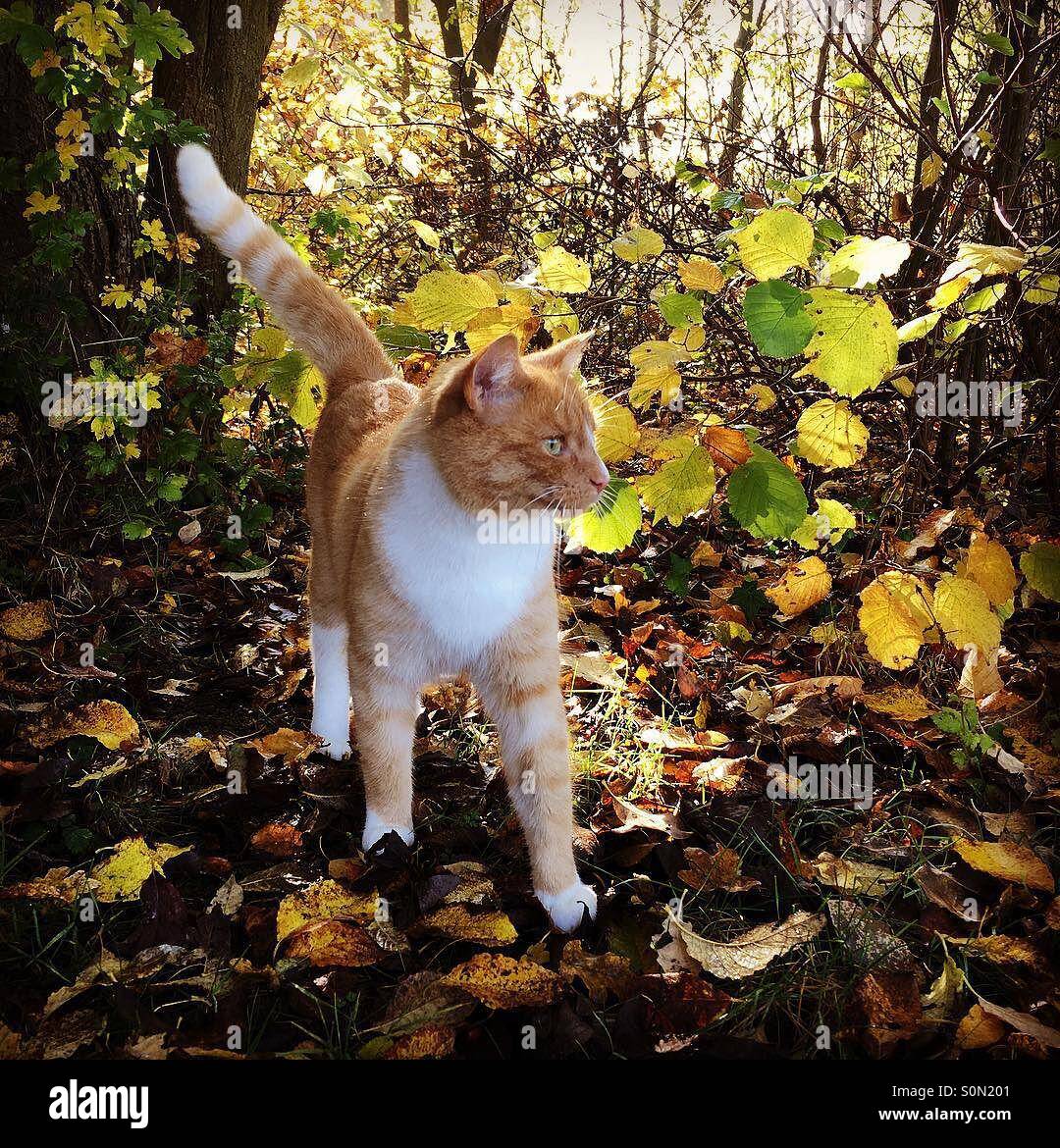Cat standing at edge of forest looking for prey - Smartphone Captured Stock Image