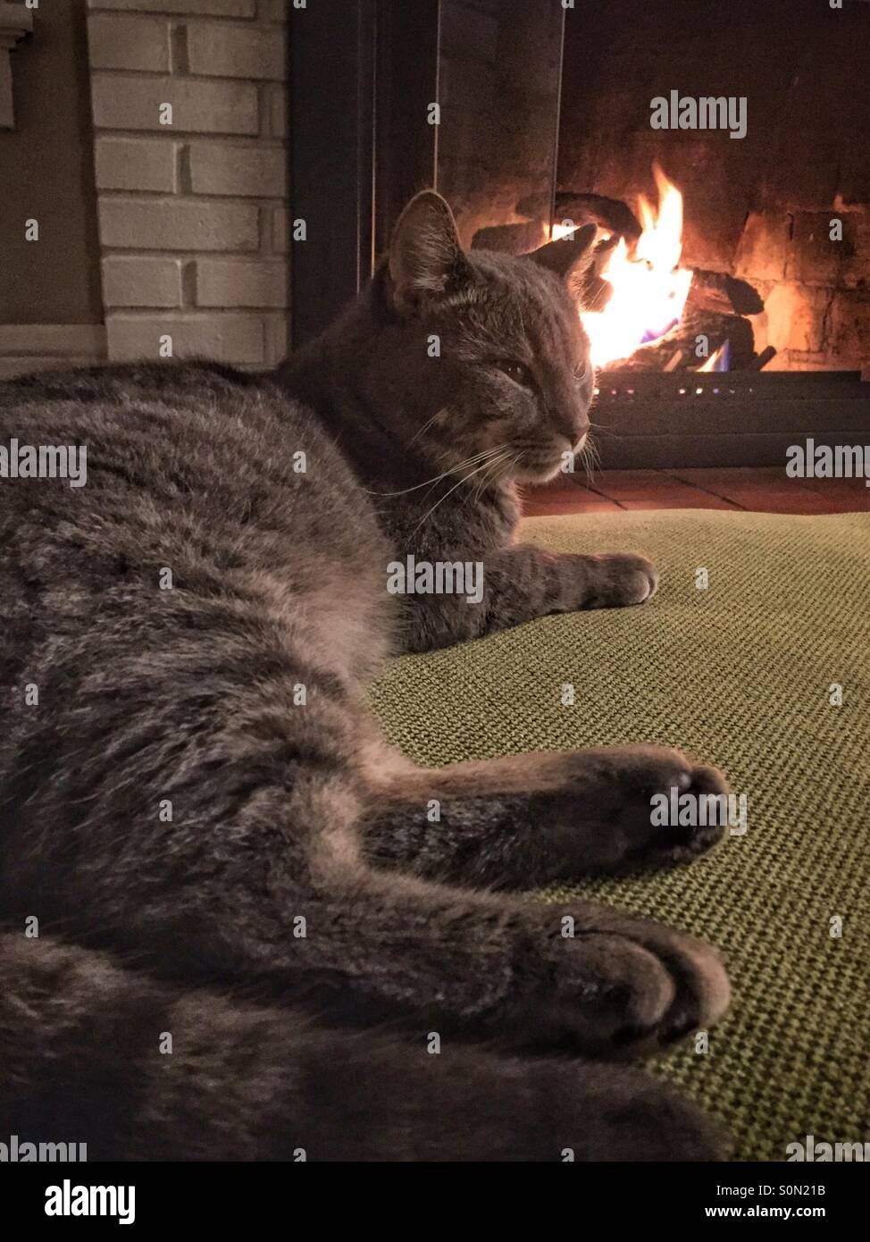 Domestic Cat Home Fireplace Stock Photos & Domestic Cat ...