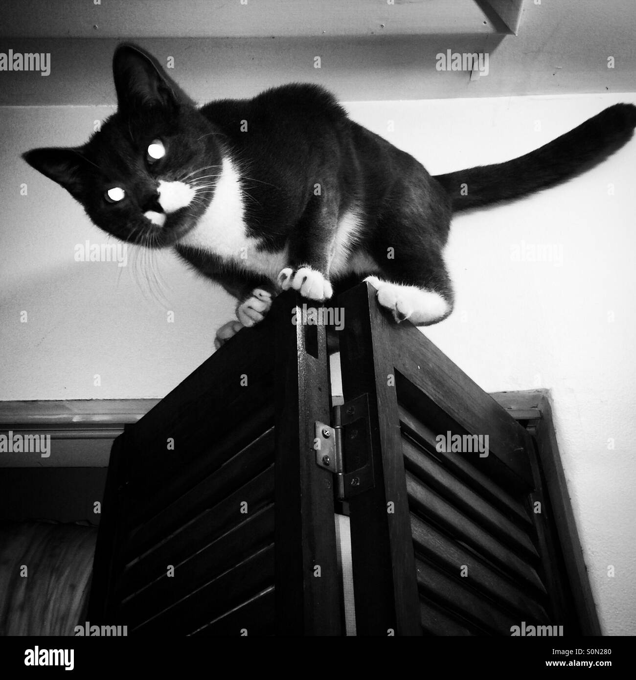 Cat at 3am Stock Photo Alamy