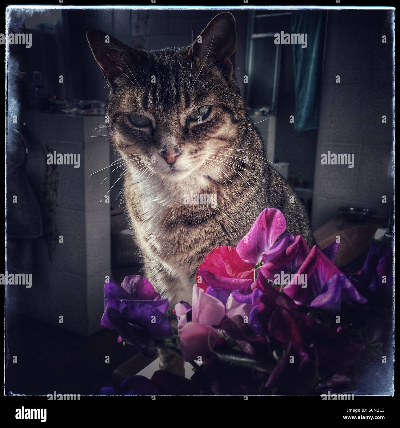 Cat sitting next to vase of sweetpea flowers. - Smartphone Captured Stock Image