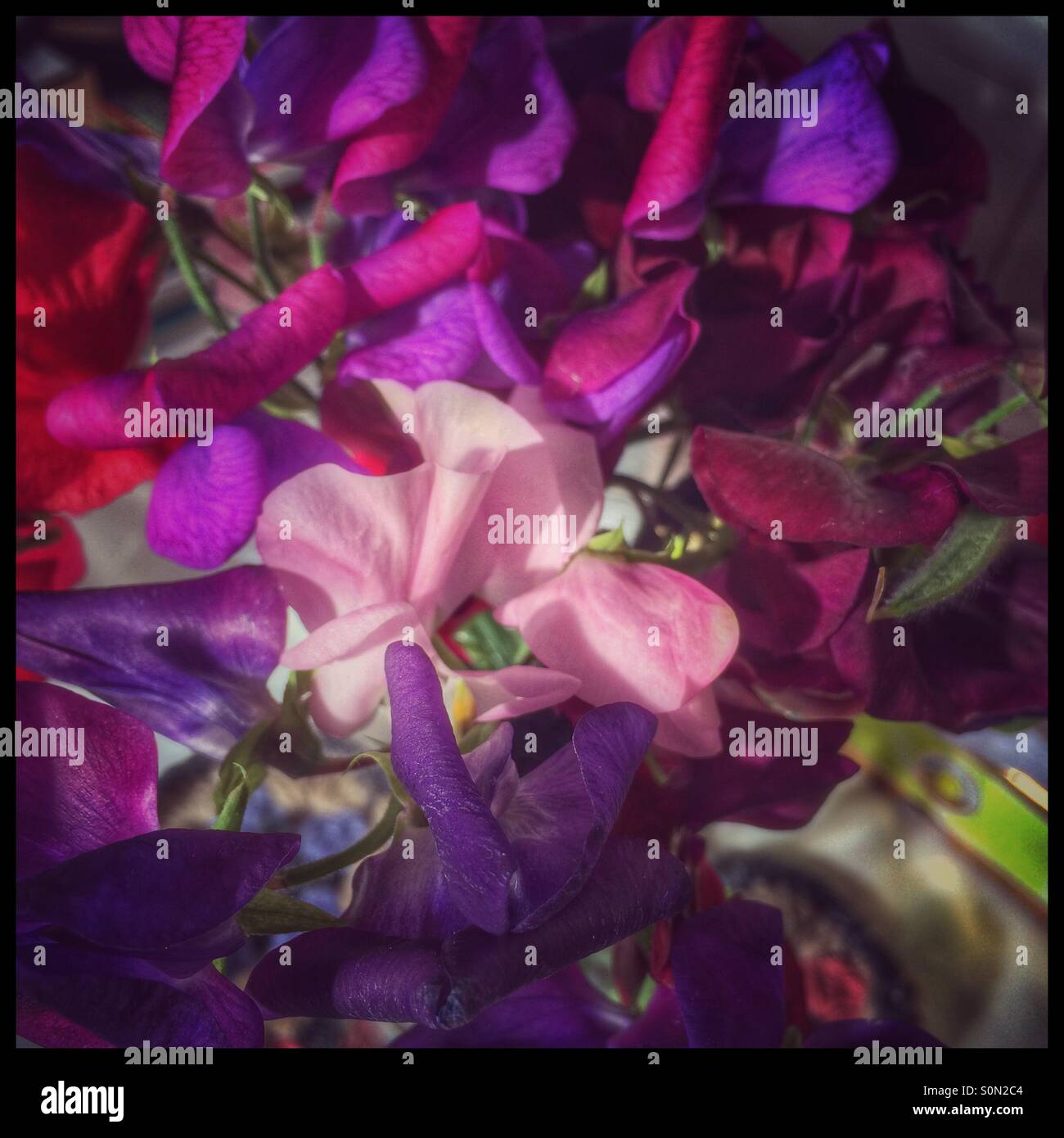 Sweetpea flowers. - Smartphone Captured Stock Image