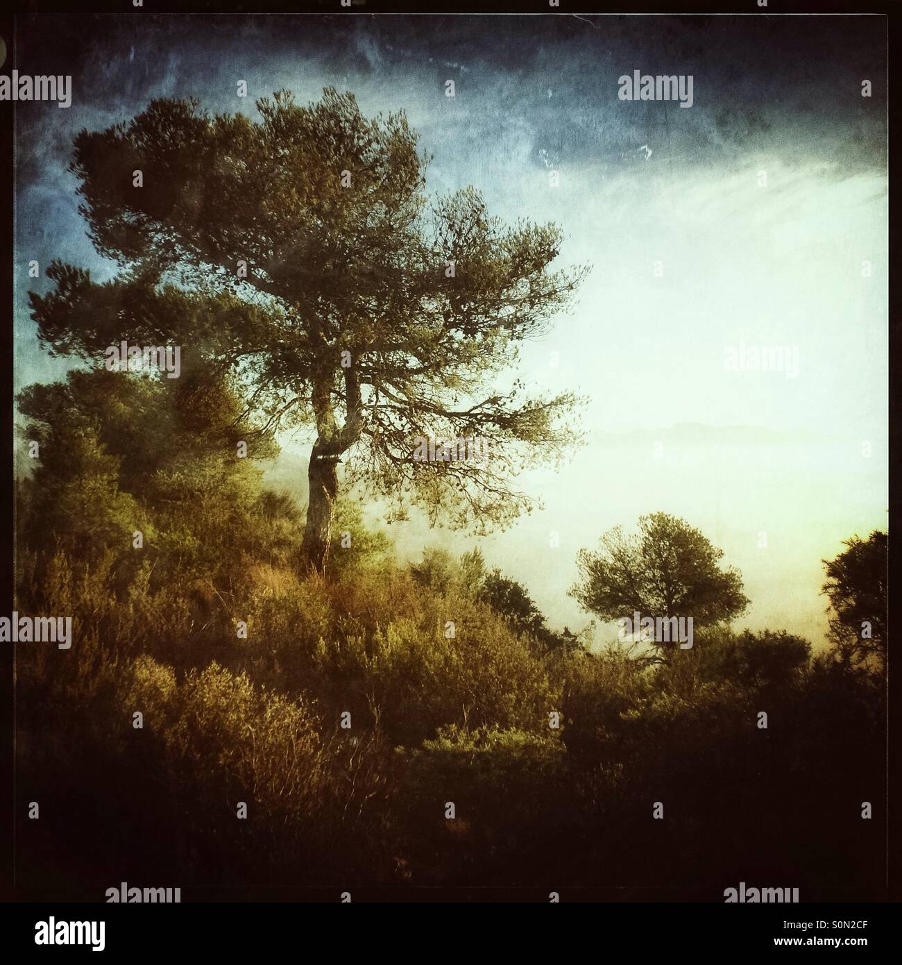 Pine trees and woodland on a sunny, foggy morning, Catalonia, Spain. - Smartphone Captured Stock Image