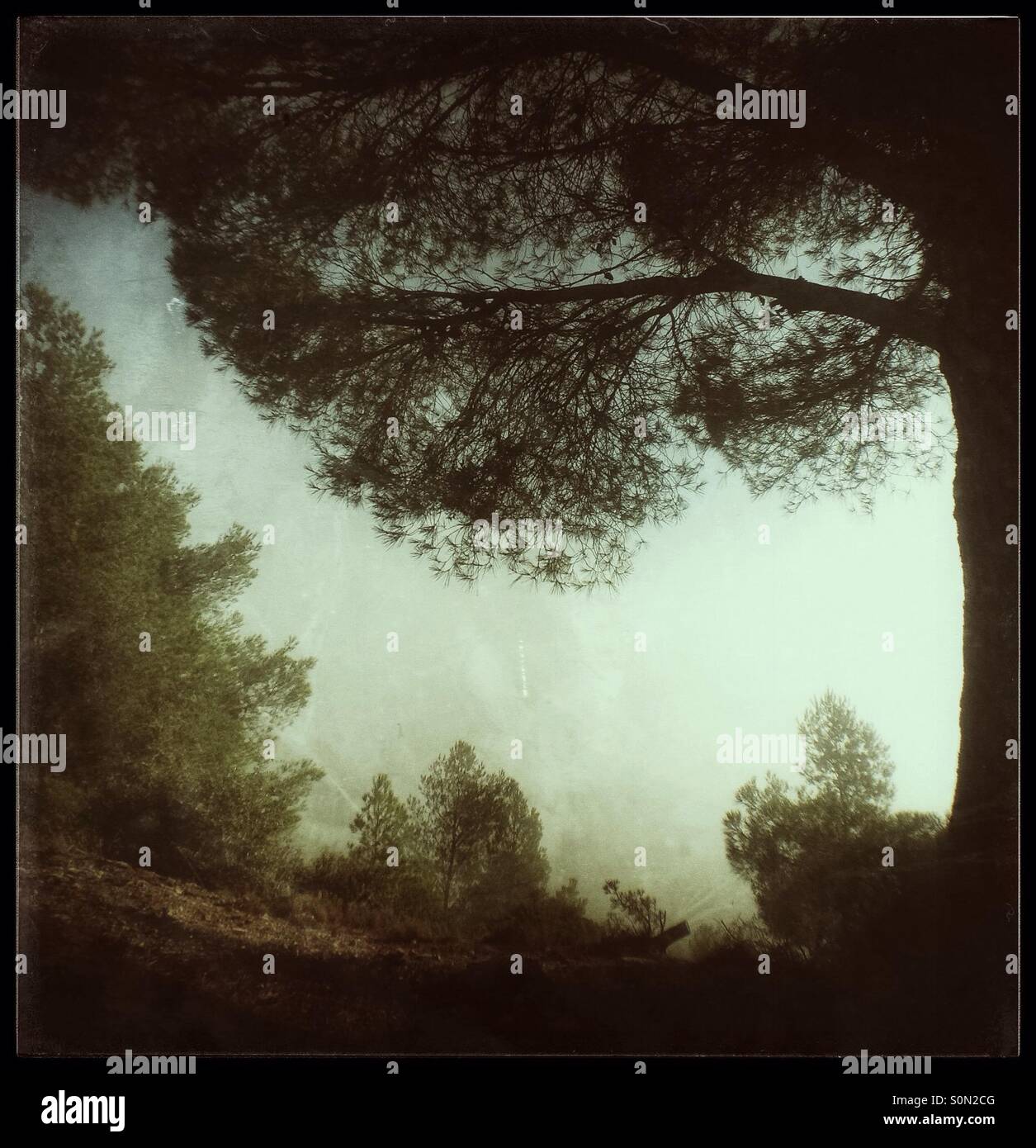 Pone trees above the foggy valley, Catalonia, Spain. - Smartphone Captured Stock Image