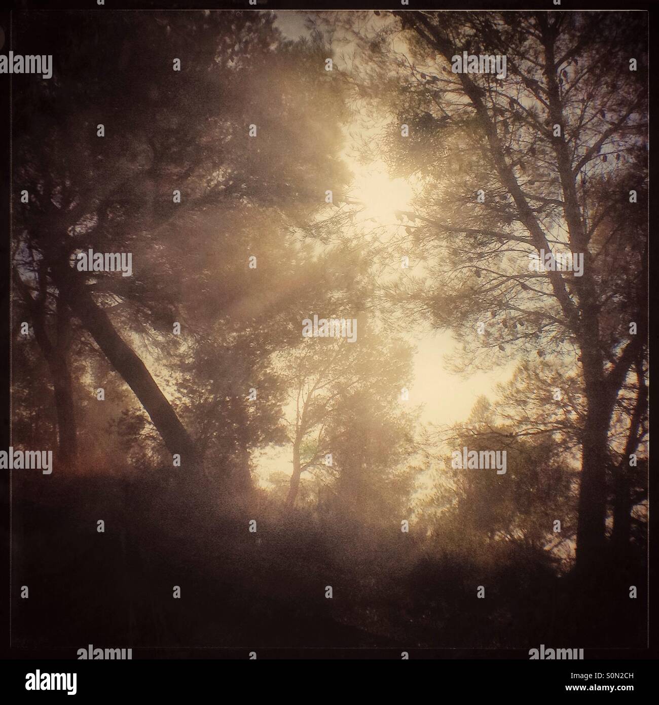 Sunbeams break through the fog in a Pine forest, Catalonia, Spain. - Smartphone Captured Stock Image