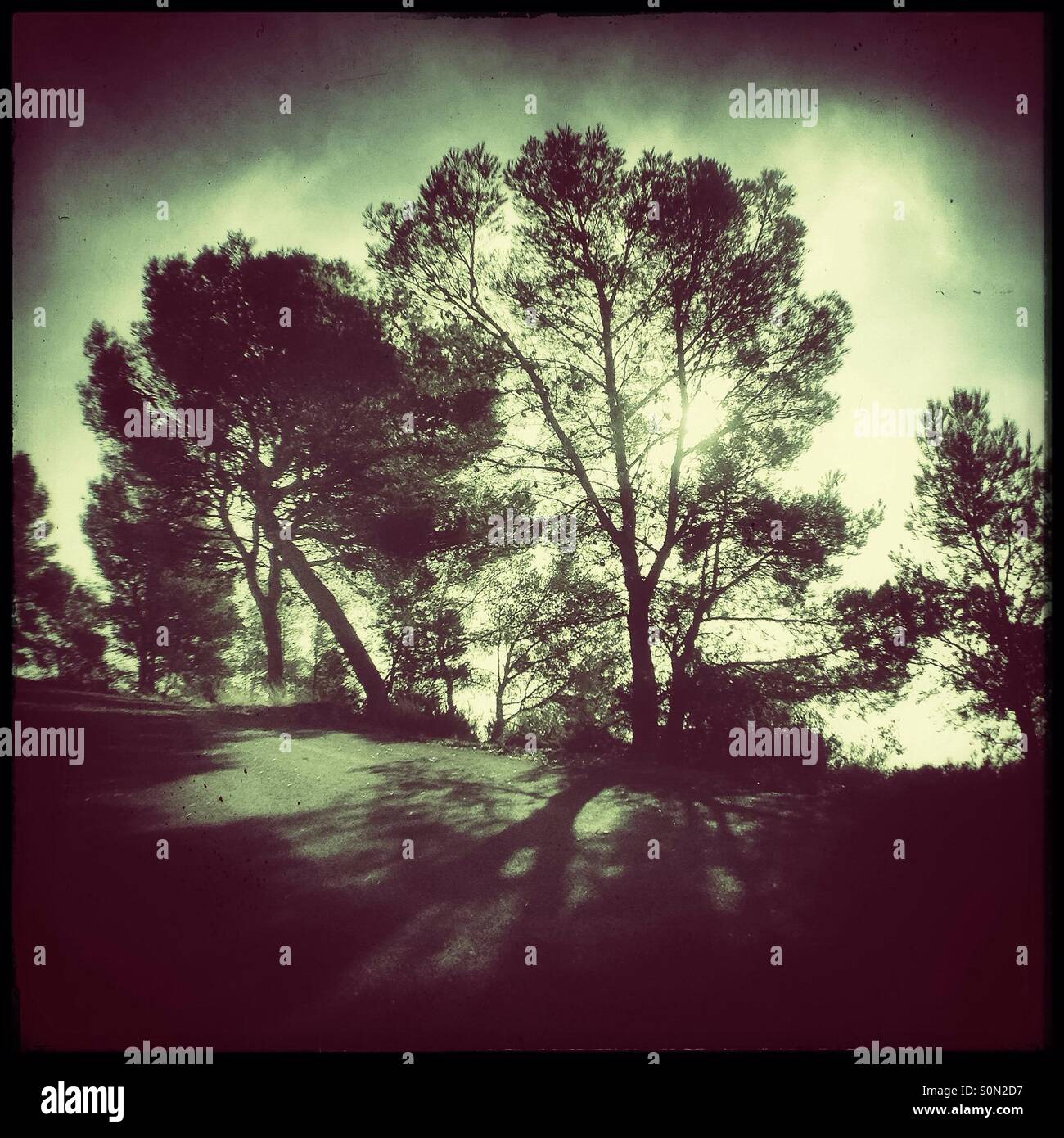 Sun bursts through the foggy trees, Catalonia, Spain. - Smartphone Captured Stock Image