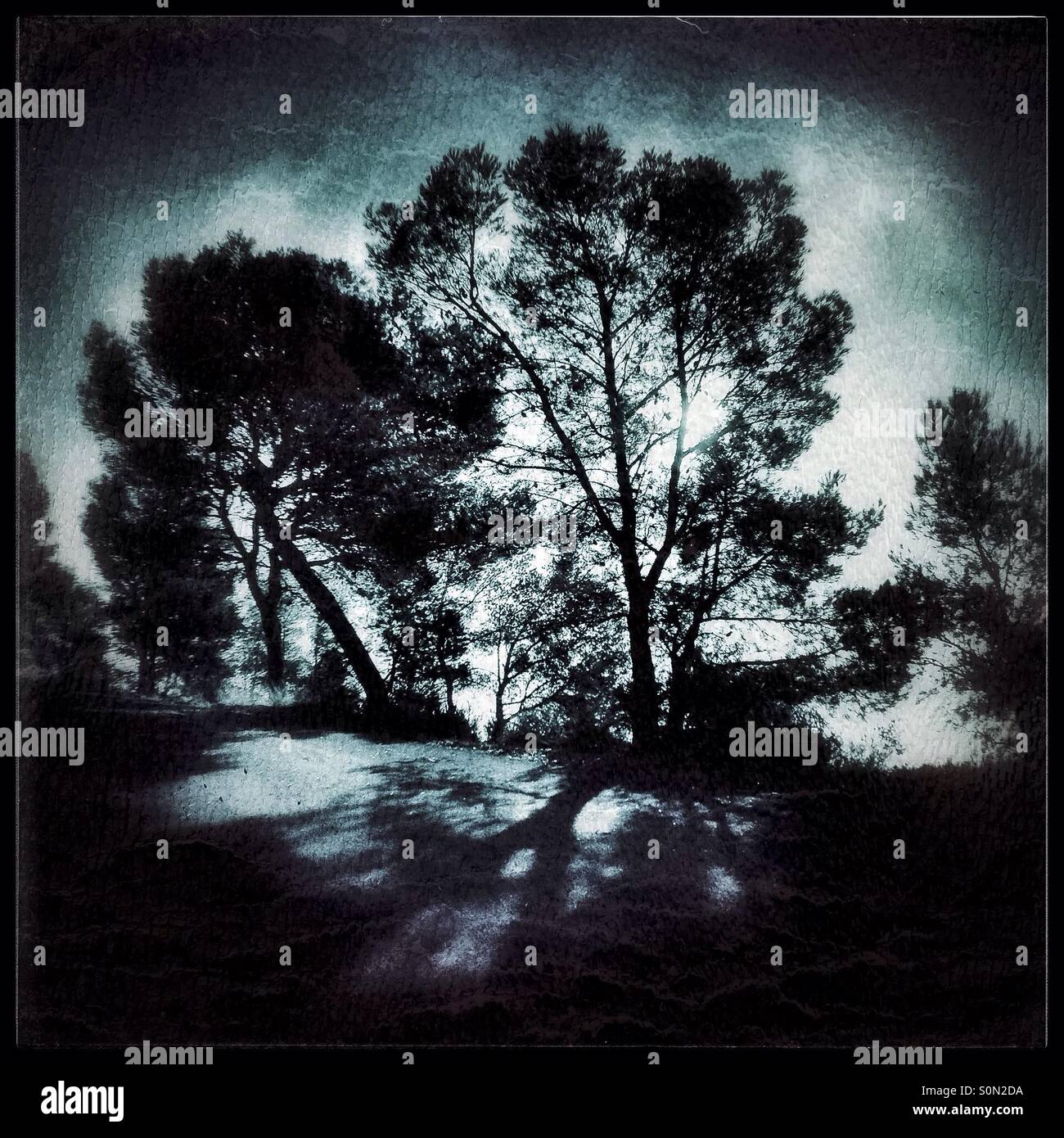 Sun bursts through the fog amongst the Pine trees, Catalonia, Spain. - Smartphone Captured Stock Image