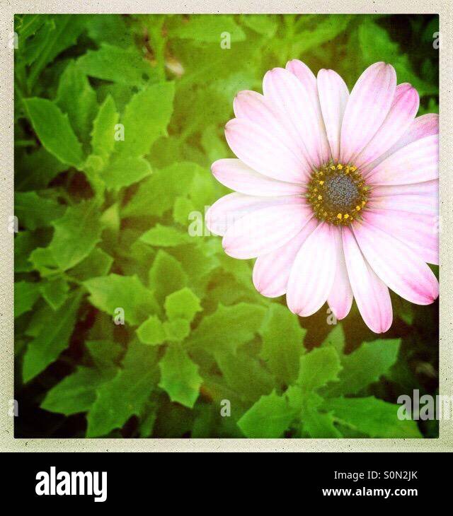 Hipstamatic image of pink flower with green background Stock Photo