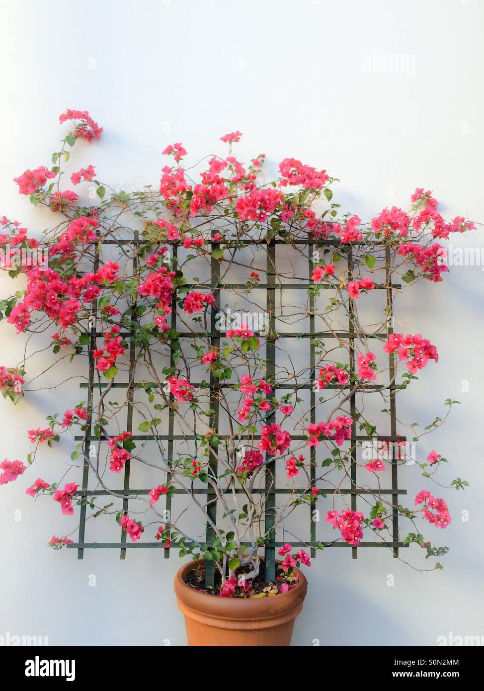 Bougainvillea trellis hi-res stock photography and images - Alamy
