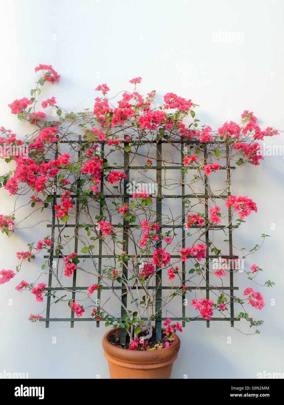 Bougainvillea Wall Trellis How To Prune Bougainvillea: Tips From The