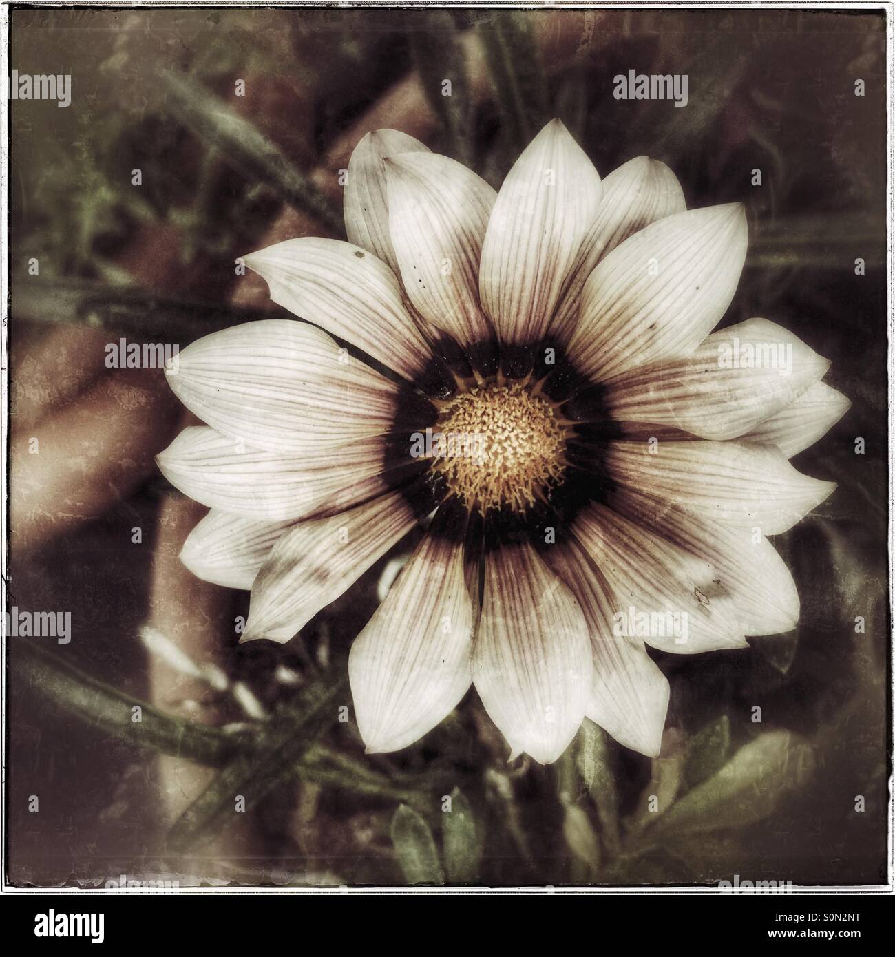 Gazania plant in pot. Stock Photo