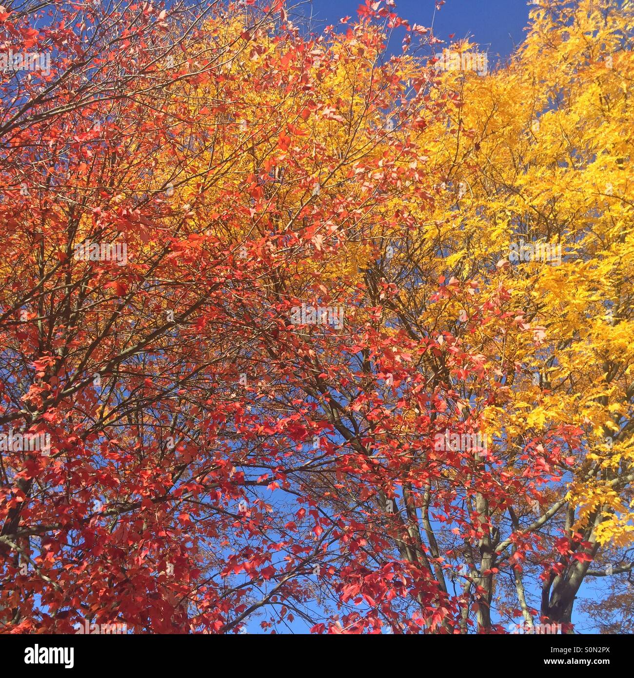 Fall leaves in Long Island, New York, USA - Smartphone Captured Stock Image