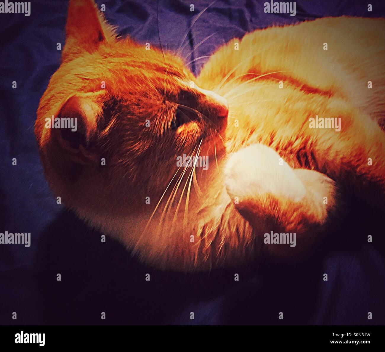 Domestic cat paused whilst cleaning front paw - Smartphone Captured Stock Image