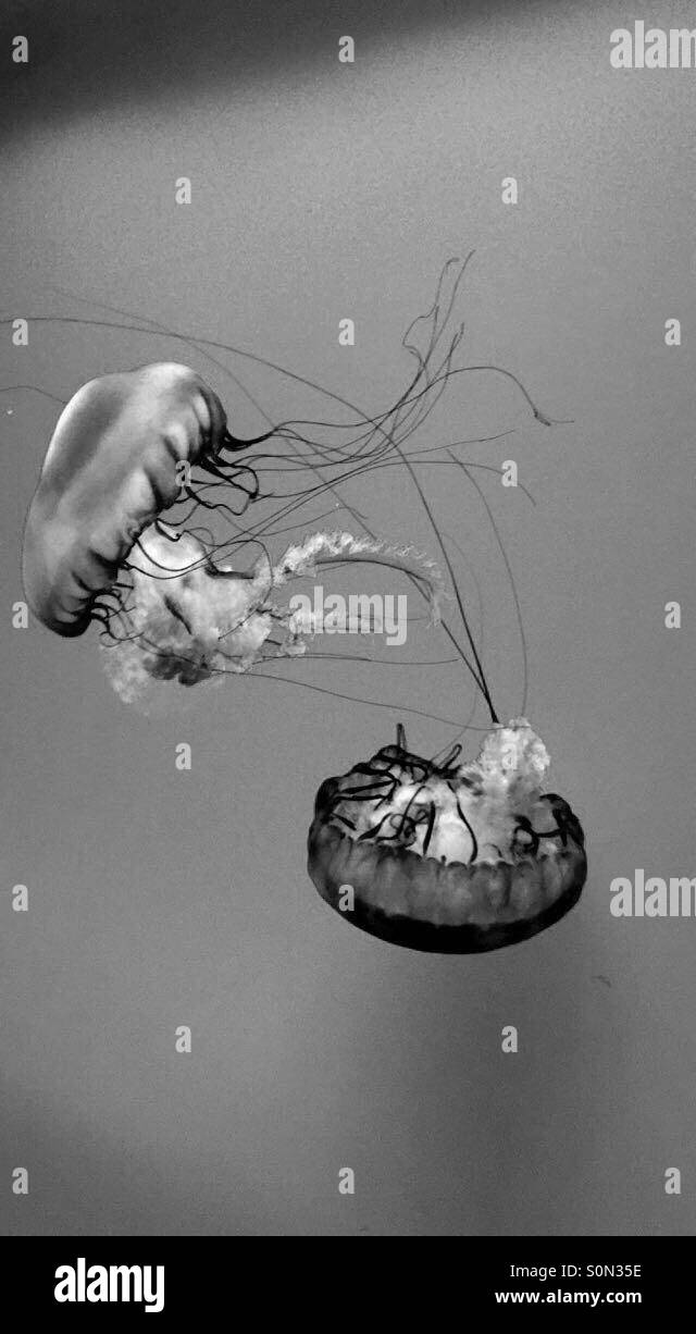 Floating float Black and White Stock Photos & Images - Alamy
