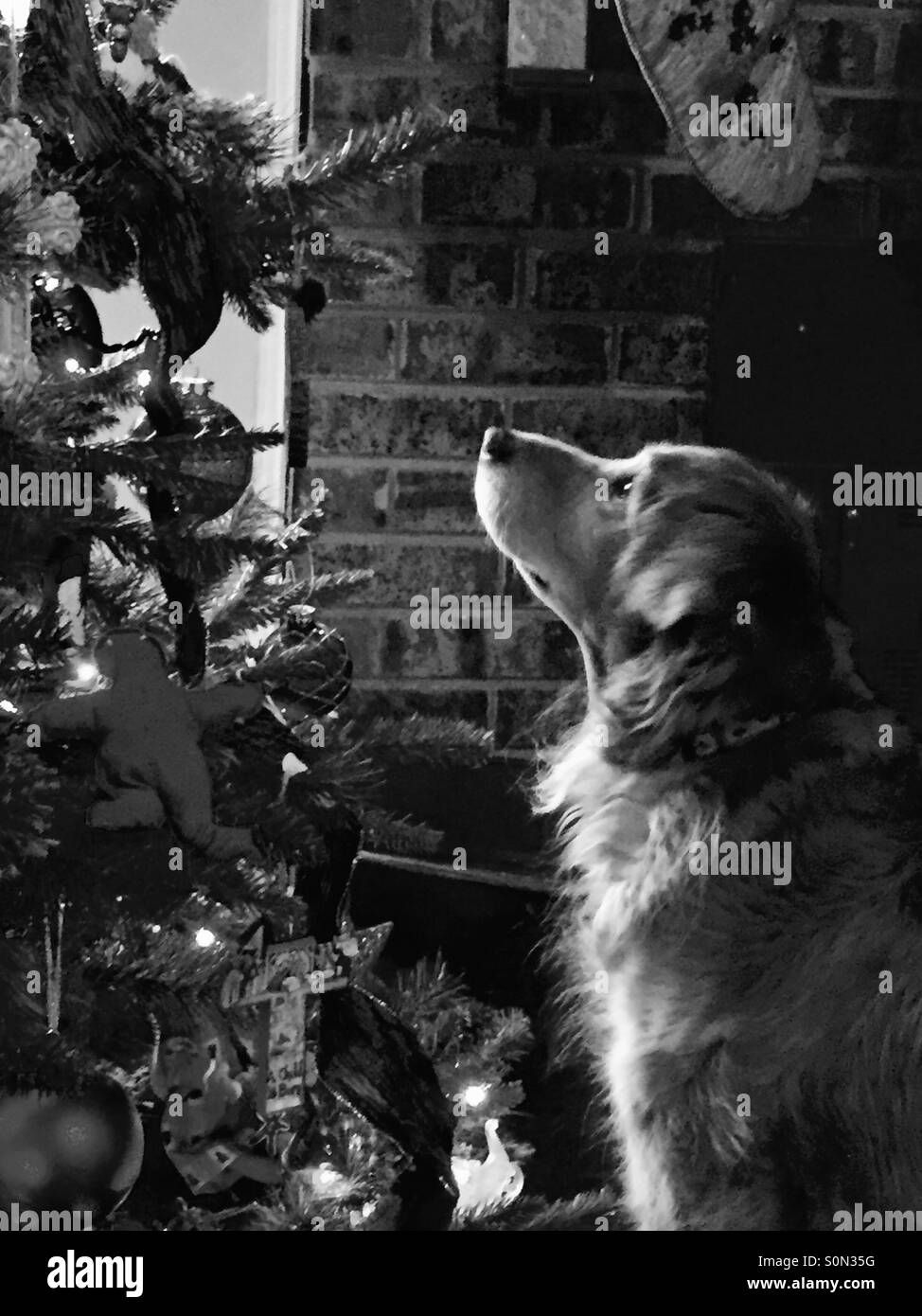 Christmas dog Stock Photo