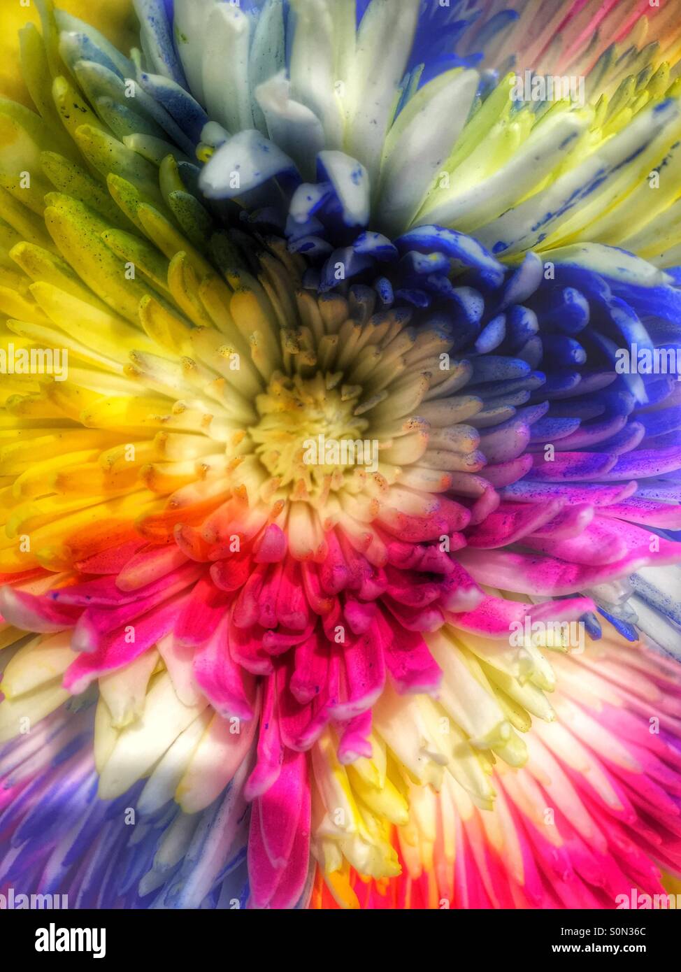 Rainbow flower bouquet Stock Photo Alamy