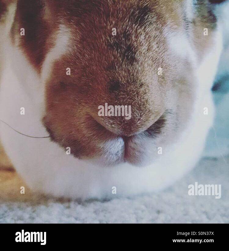 Noses hires stock photography and images Alamy