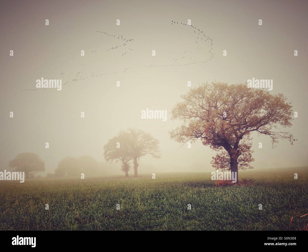 Misty morning over a field with a flock of geese flying past - Smartphone Captured Stock Image