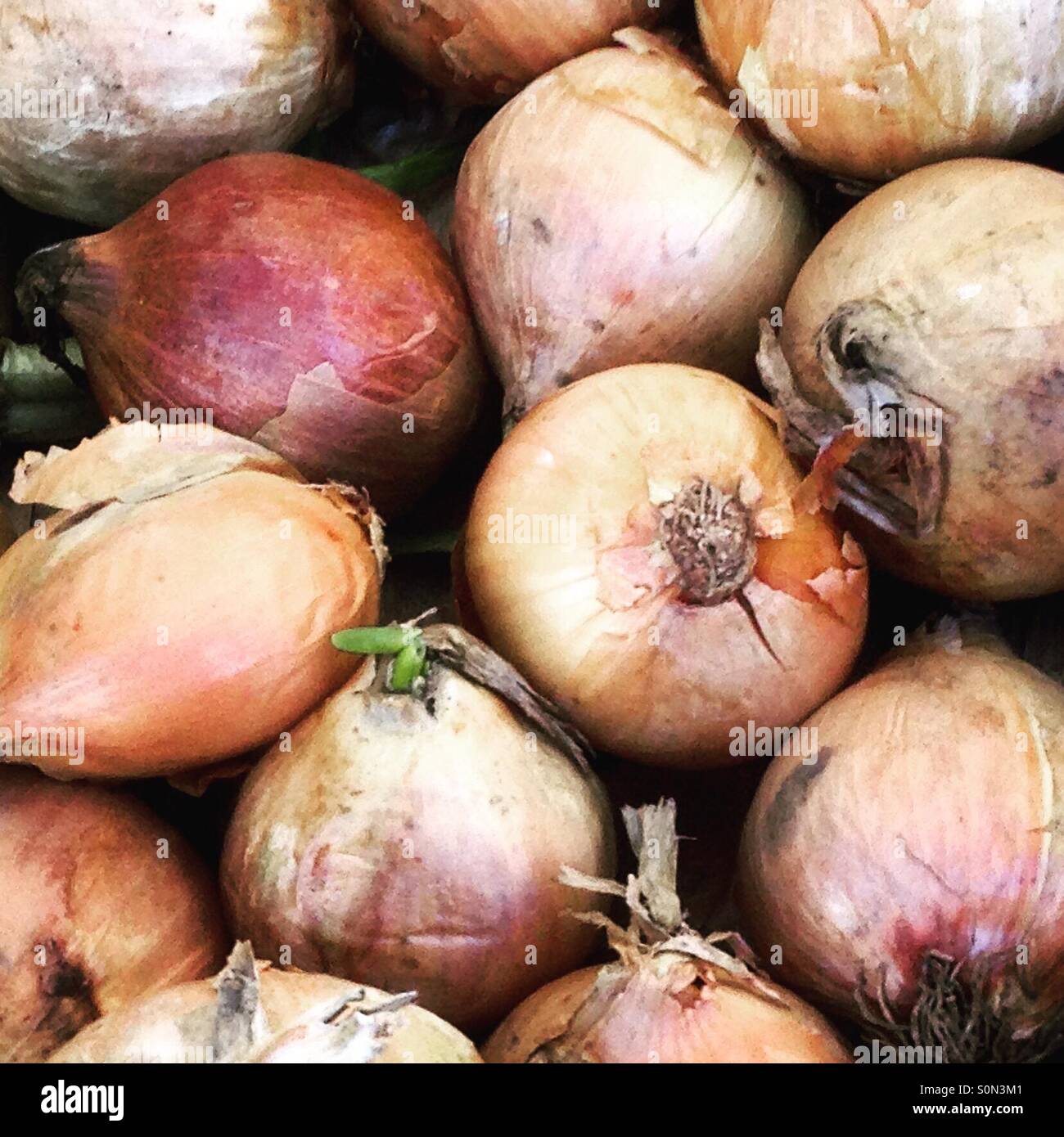 Full frame market stall onions. Mobile phone photo with some phone or tablet post processing. - Smartphone Captured Stock Image