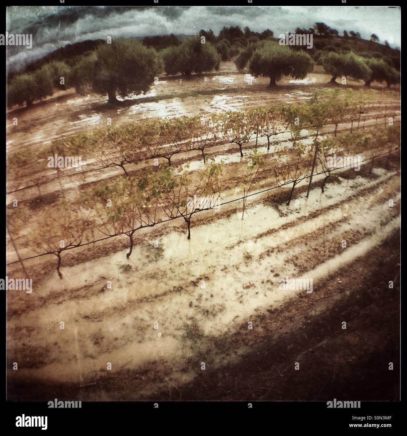 Flooded vineyard, Catalonia, Spain. - Smartphone Captured Stock Image