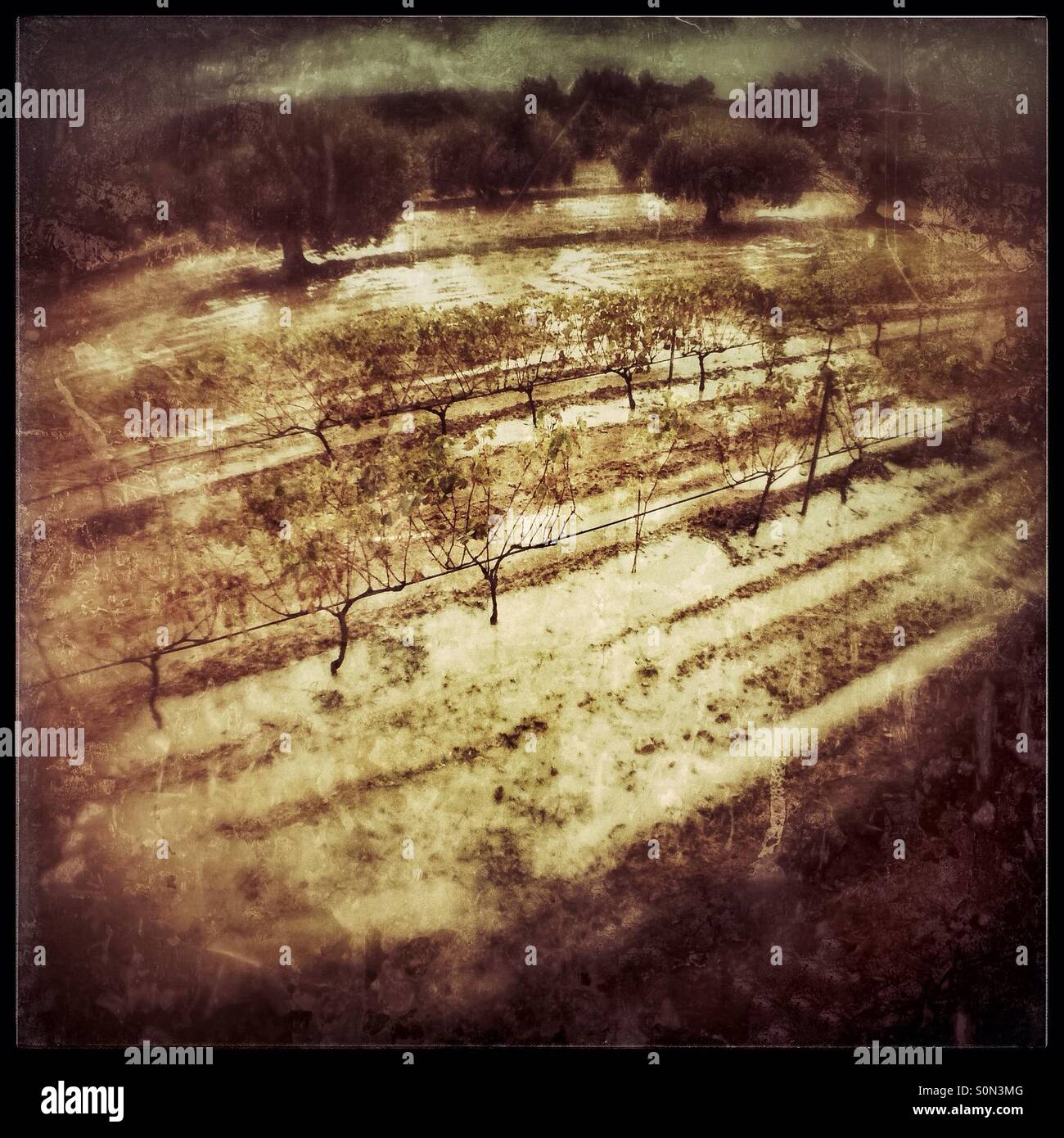 Flooded vineyard, Catalonia, Spain. - Smartphone Captured Stock Image
