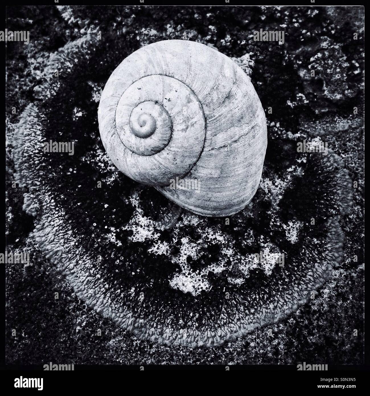 A bleach-white snail shell surrounded by Crustose Lichen on a rock, Catalonia, Spain. - Smartphone Captured Stock Image