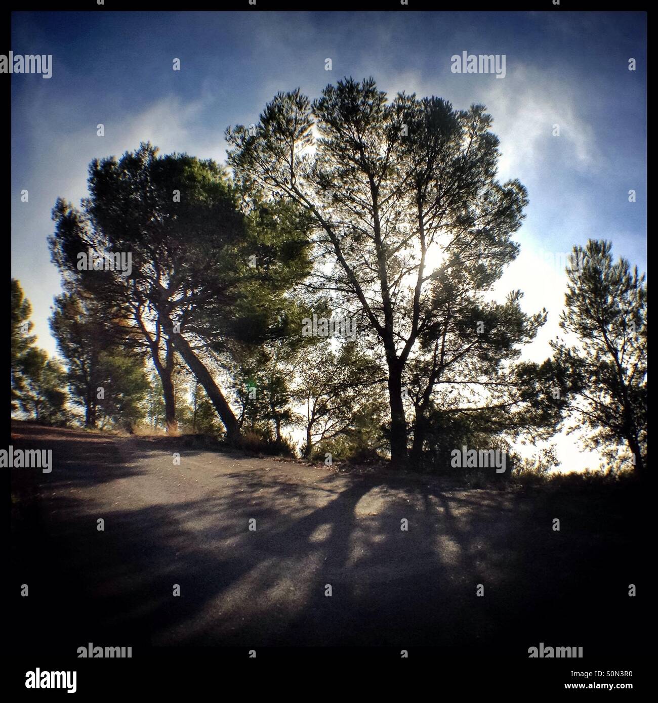 Sun bursts through the Pine trees, Catalonia, Spain. - Smartphone Captured Stock Image