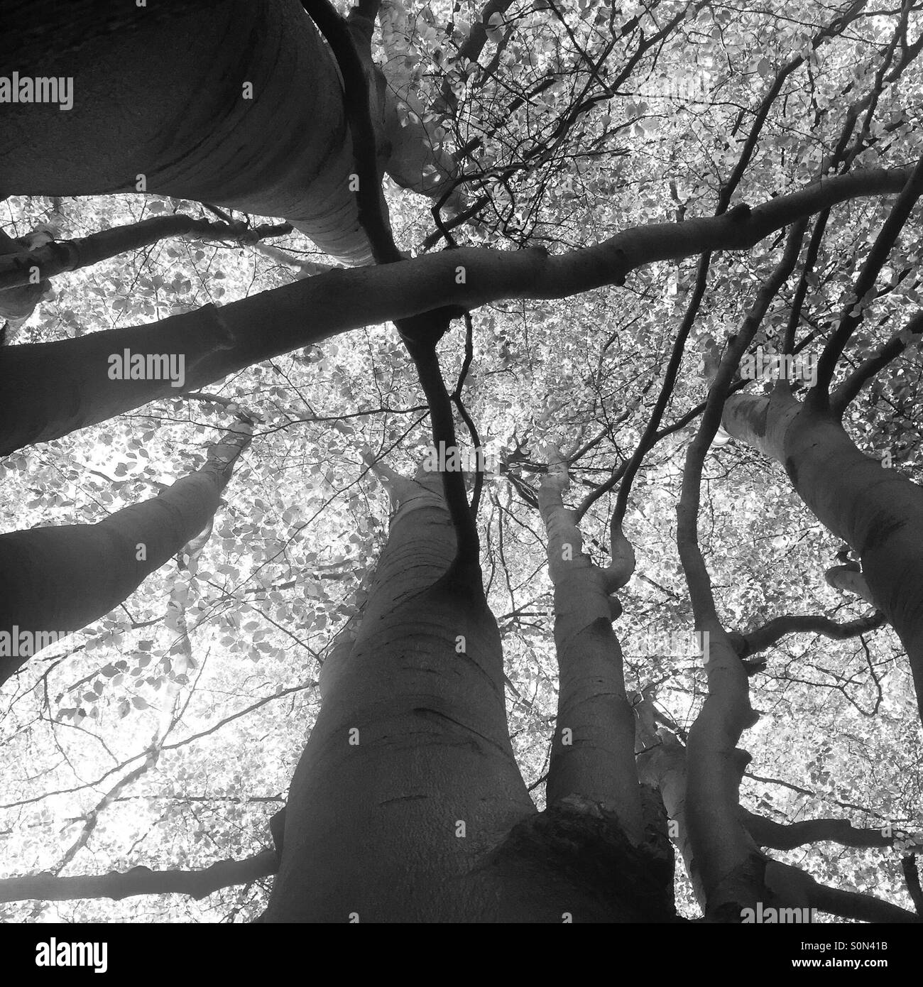 Looking up at beech trees Stock Photo