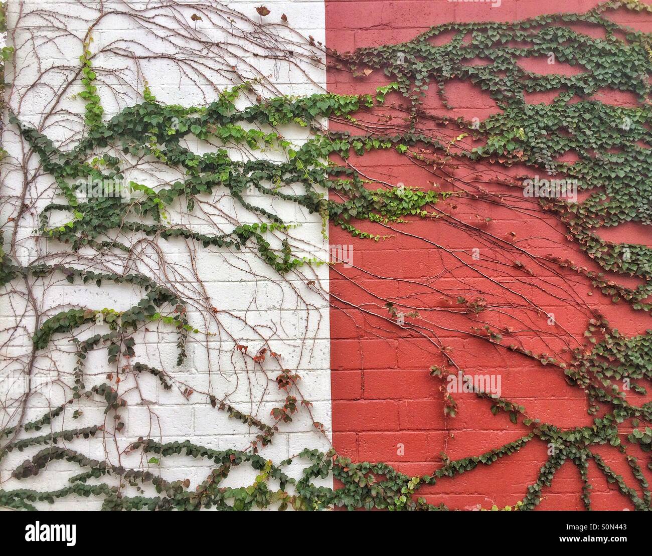 Vines on wall - Smartphone Captured Stock Image