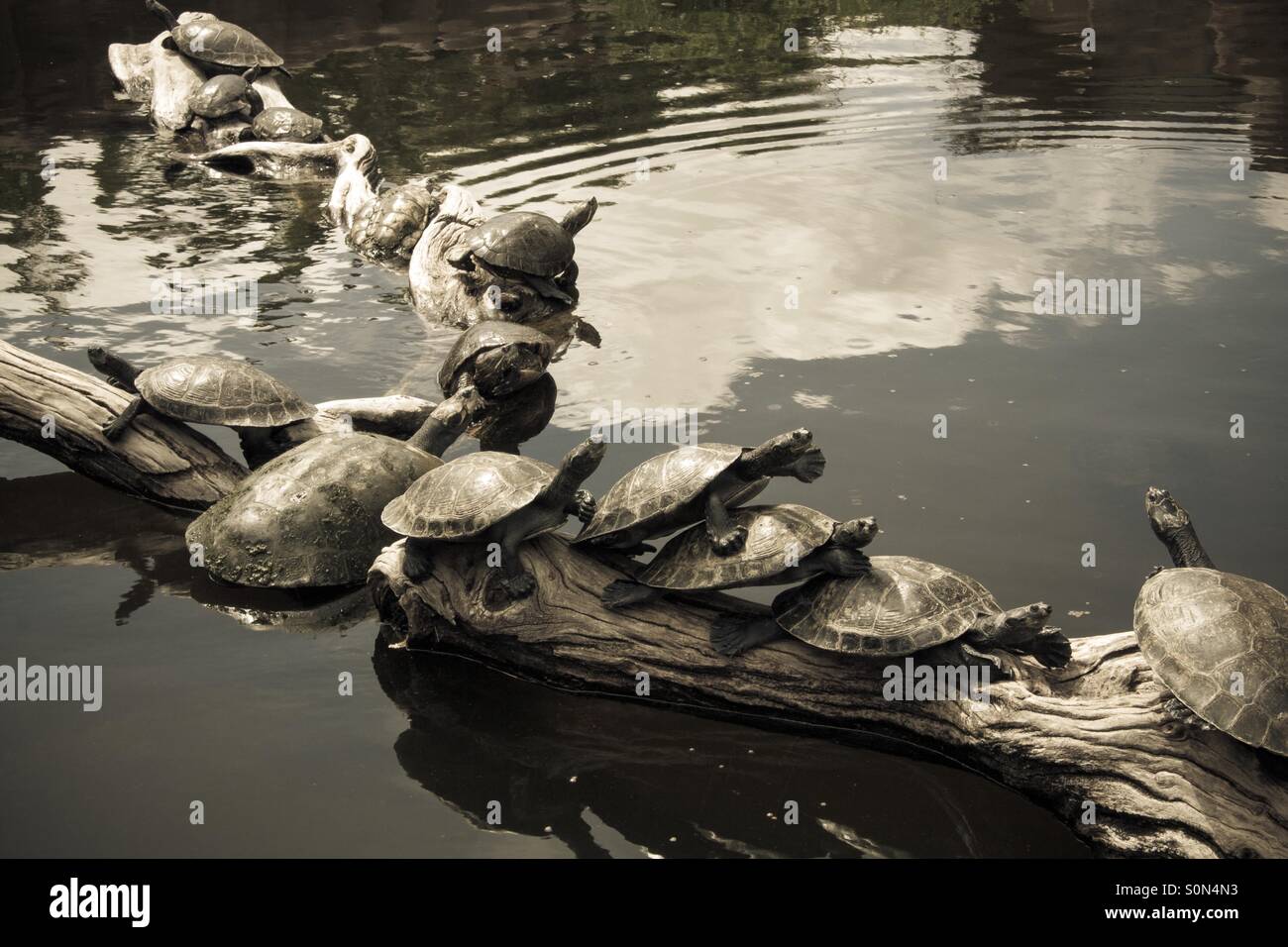 Turtles are lined up on a log. - Smartphone Captured Stock Image