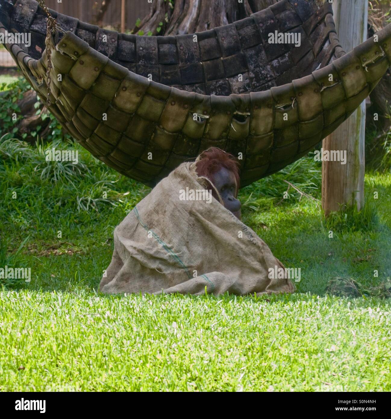 Gorilla keeping warm. - Smartphone Captured Stock Image