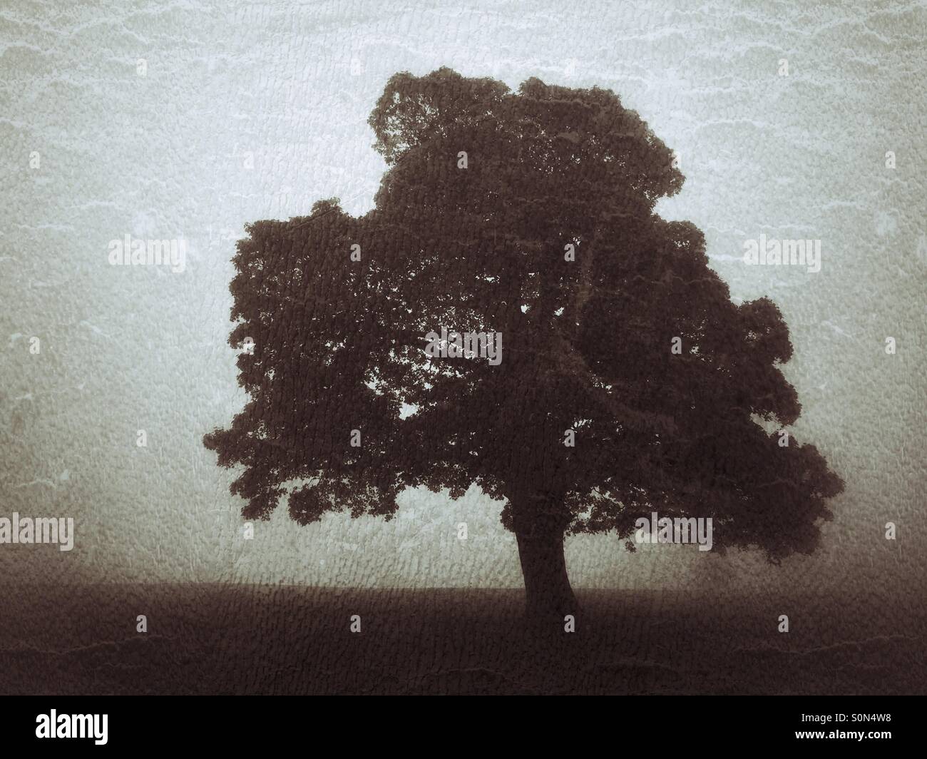 Lone tree in foggy field Stock Photo - Alamy