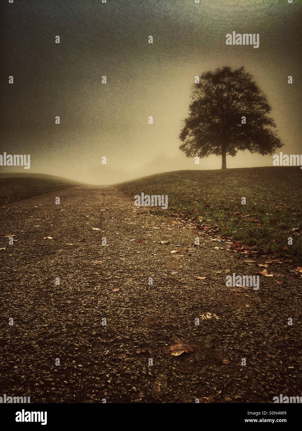 Lone tree in the countryside - Smartphone Captured Stock Image