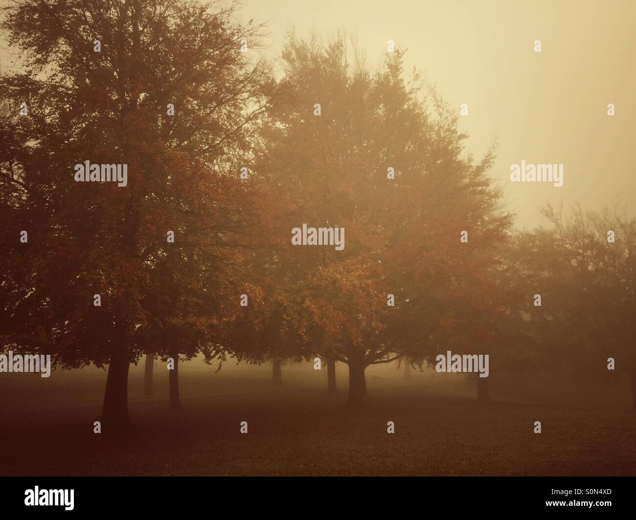 Autumn trees in the fog - Smartphone Captured Stock Image