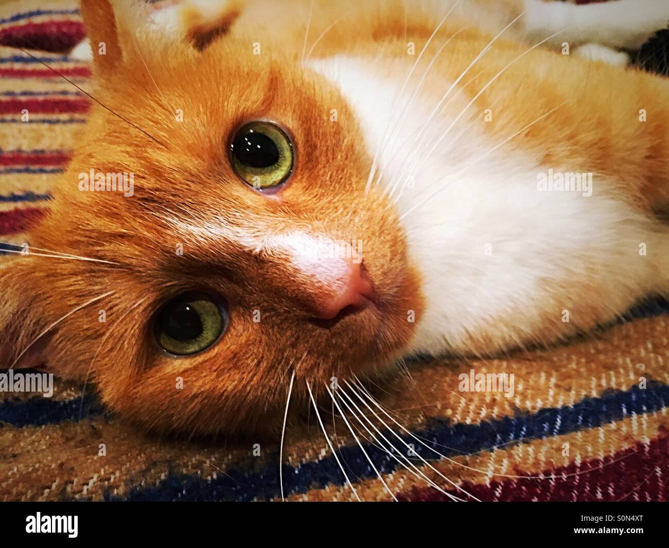 Cat looking into camera with large green eyes - Smartphone Captured Stock Image