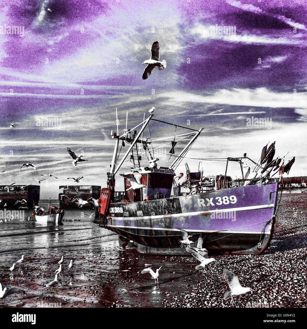 Hastings fishing boat unloading the night's catch on the beach at dawn, with seagulls whirling overhead, East Sussex, East Sussex, UK - Smartphone Captured Stock Image