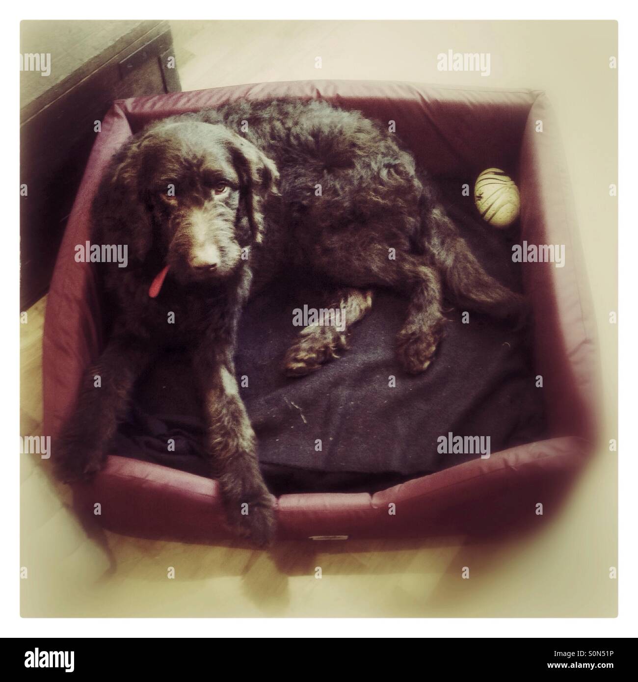 Chocolate Labradoodle dog in his bed - Smartphone Captured Stock Image