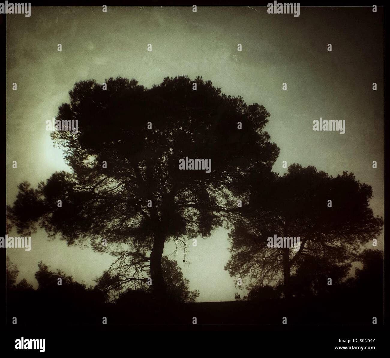 Silhouette of a pine tree in the fog with the Sun breaking through, Catalonia, Spain. - Smartphone Captured Stock Image