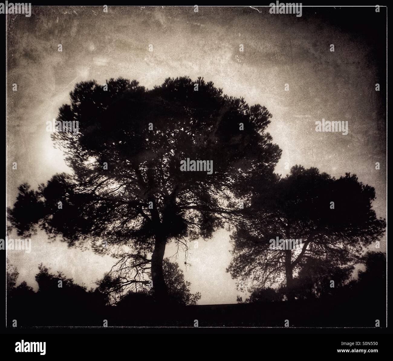 Silhouette of a pine tree in the fog with the Sun breaking through, Catalonia, Spain. - Smartphone Captured Stock Image