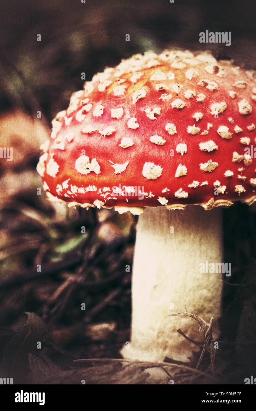 A red capped toadstool in darkened woodland. - Smartphone Captured Stock Image