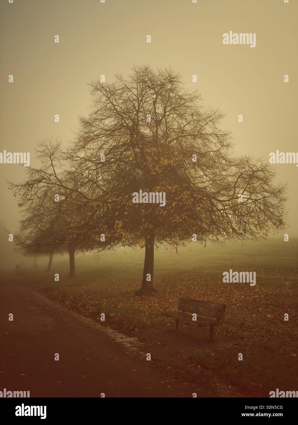 Empty bench in the park - Smartphone Captured Stock Image