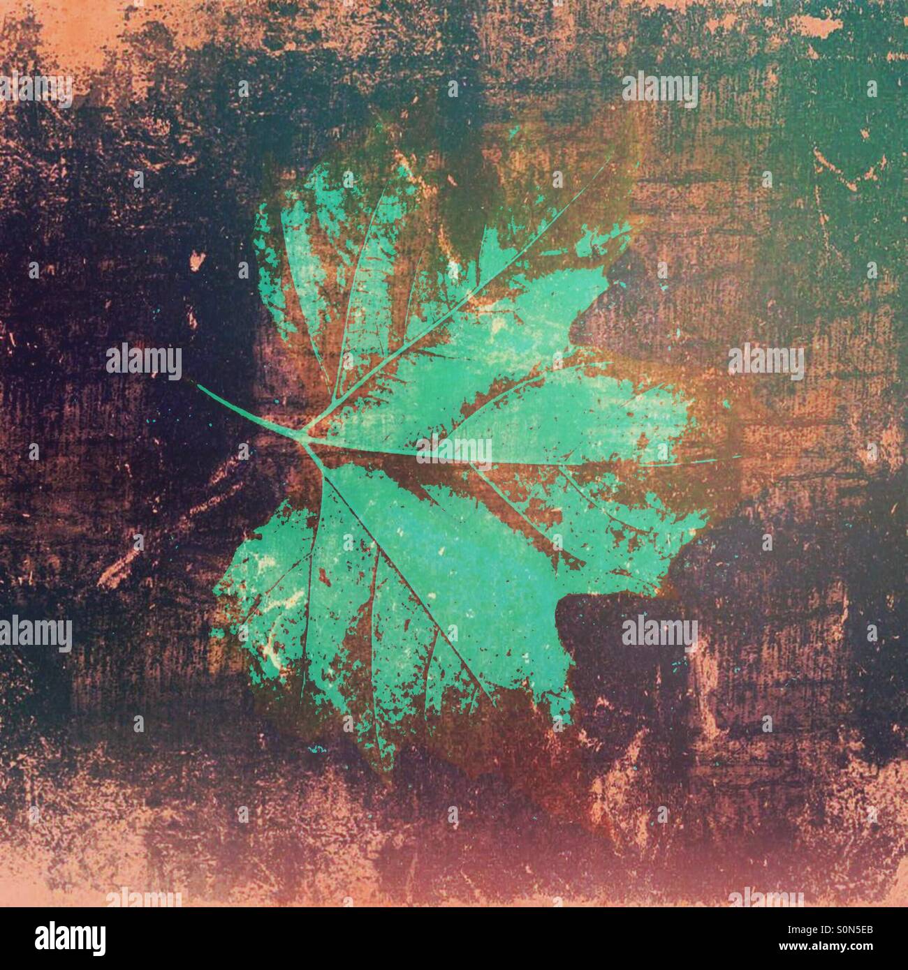 Leaf - Smartphone Captured Stock Image